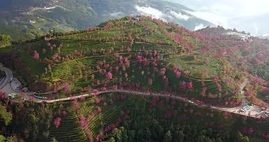 云南普洱无量山樱花粉色云层茶山视频的预览图